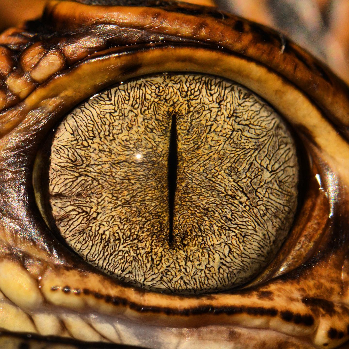 Eye of the American Alligator